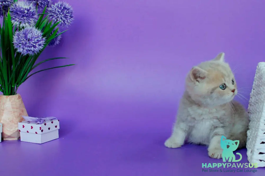 Sapfir British Shorthair male lilac tabby - live animals