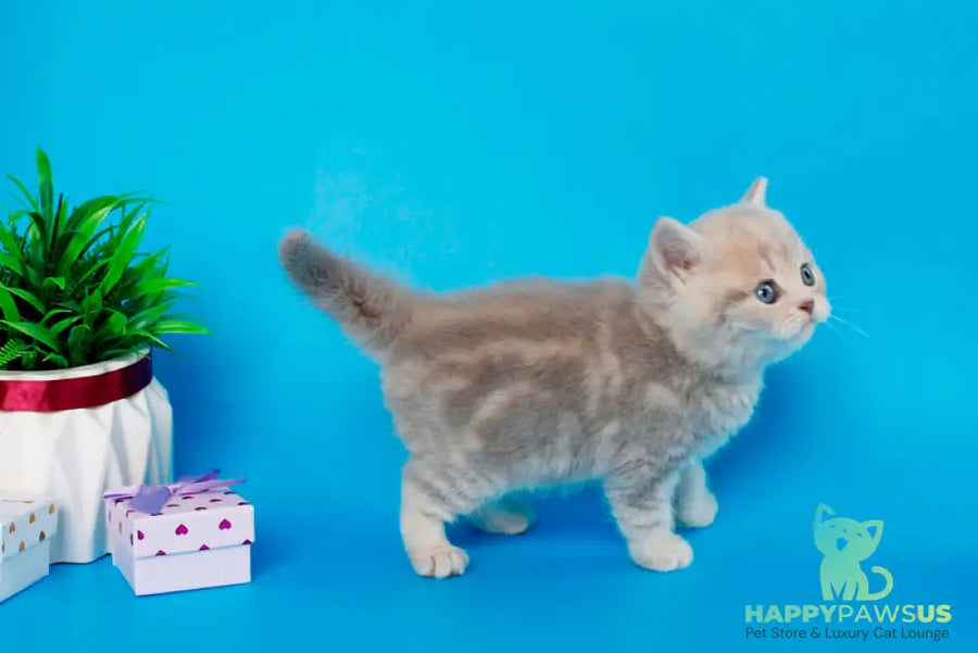 Sapfir British Shorthair male lilac tabby - live animals
