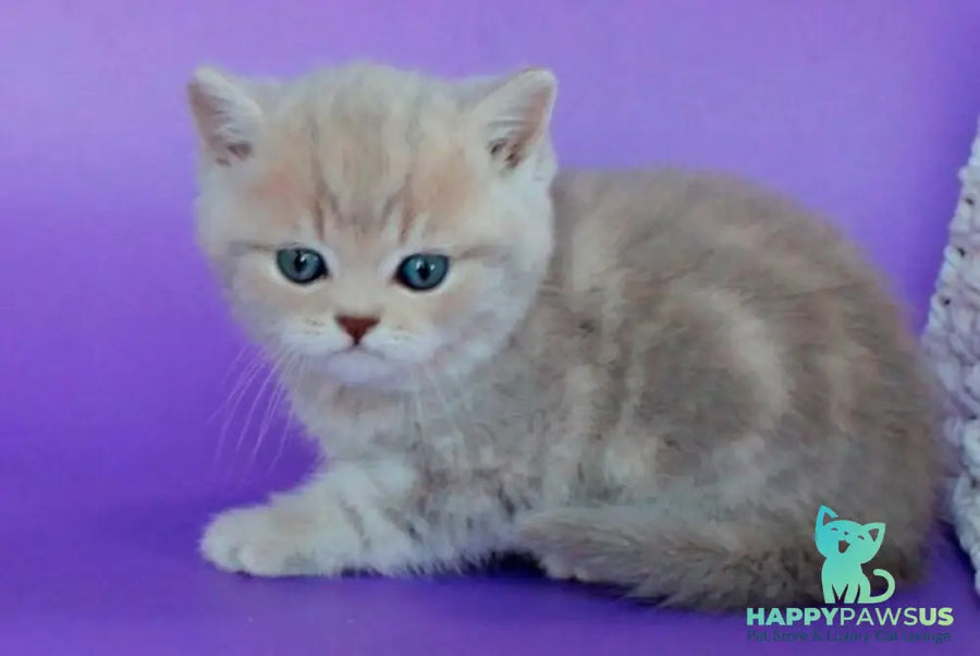 Sapfir British Shorthair male lilac tabby - live animals
