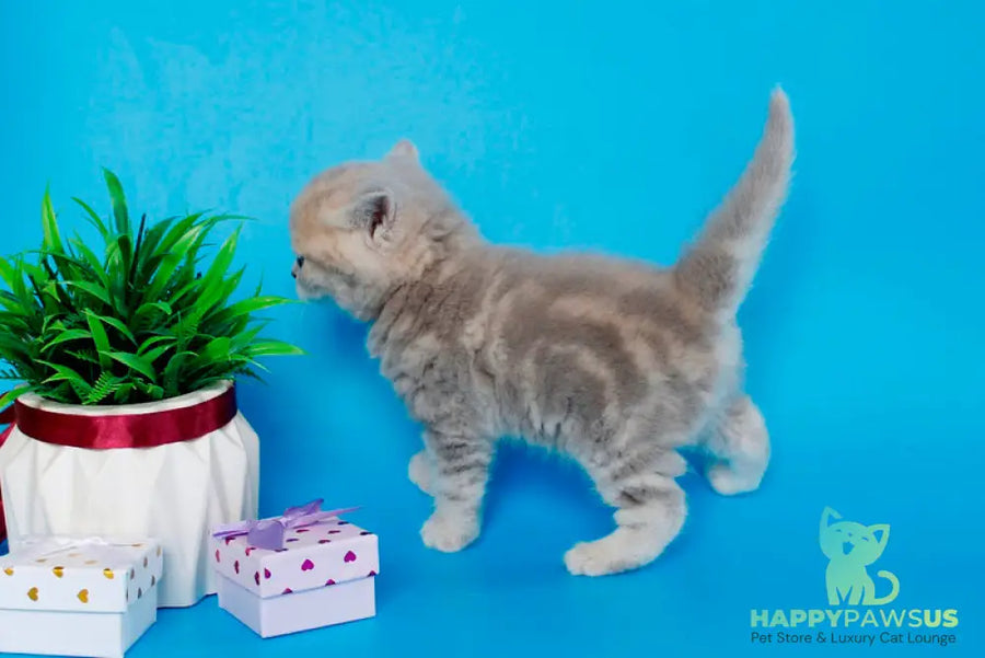 Sapfir British Shorthair male lilac tabby - live animals