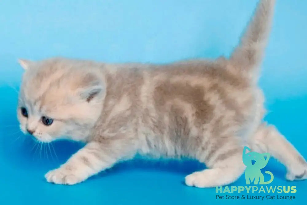 Sapfir British Shorthair male lilac tabby - live animals