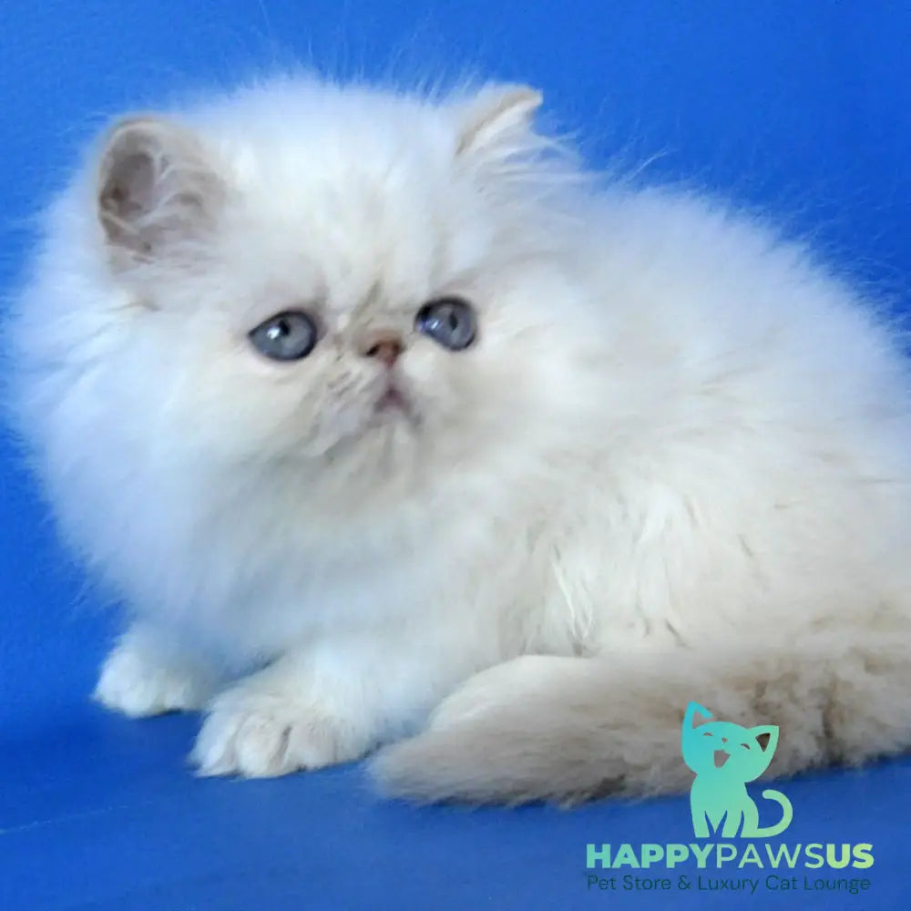 Sapfir Persian male cream pointed - live animals