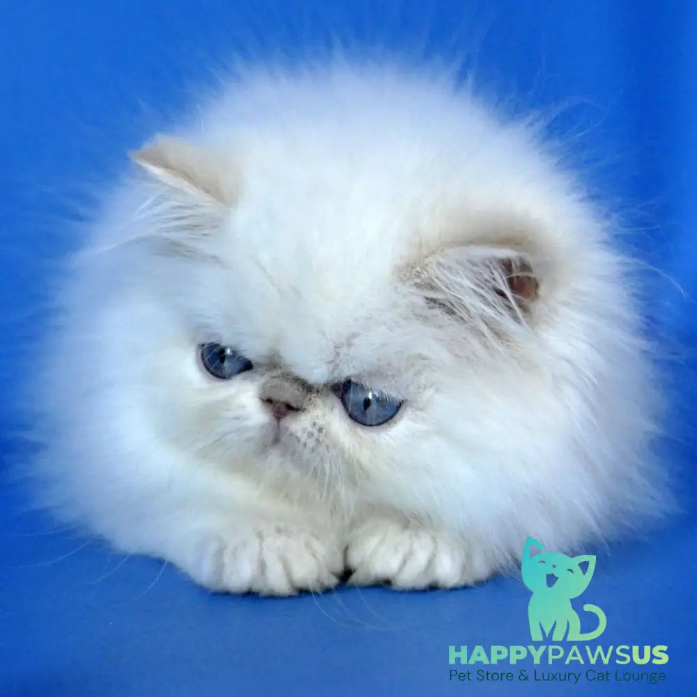 Sapfir Persian male cream pointed - live animals