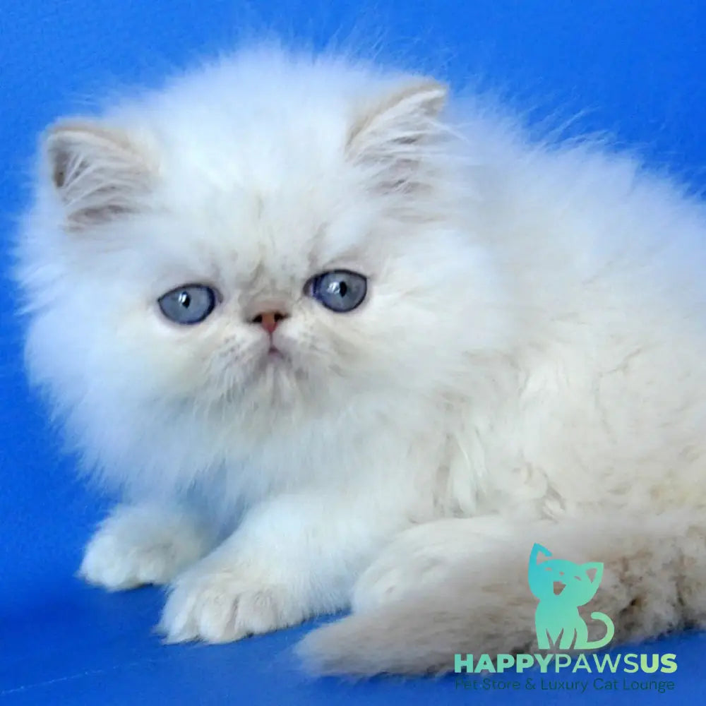 Sapfir Persian male cream pointed - live animals