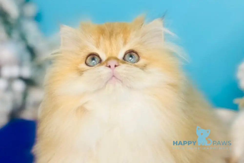 Sapfir Scottish Fold male chocolate golden shaded live animals