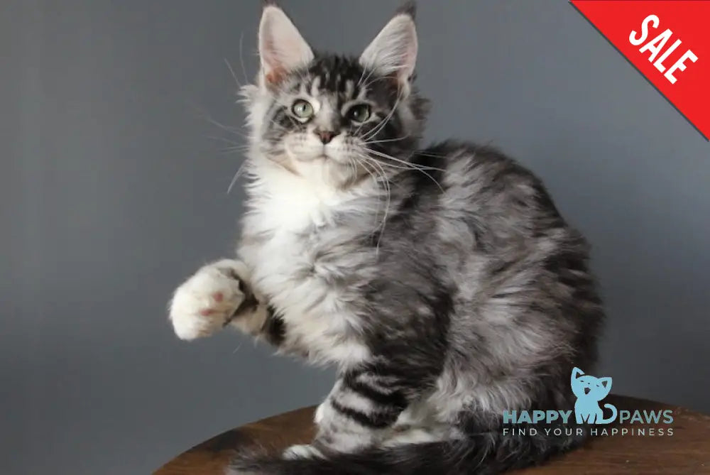 Sapfira Maine Coon female black silver tabby with white live animals