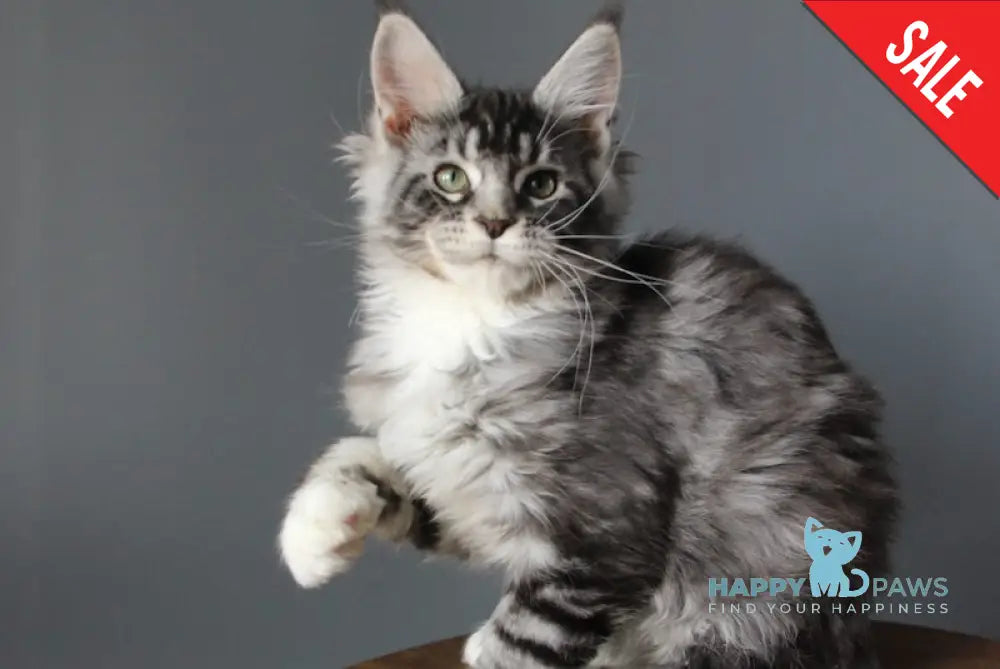 Sapfira Maine Coon female black silver tabby with white live animals