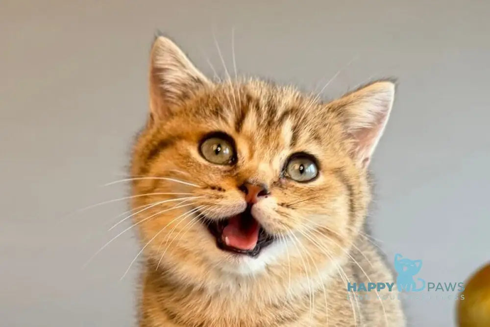 Saphira Munchkin female black golden ticked tabby live animals