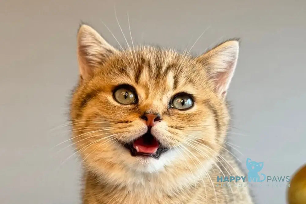 Saphira Munchkin female black golden ticked tabby live animals