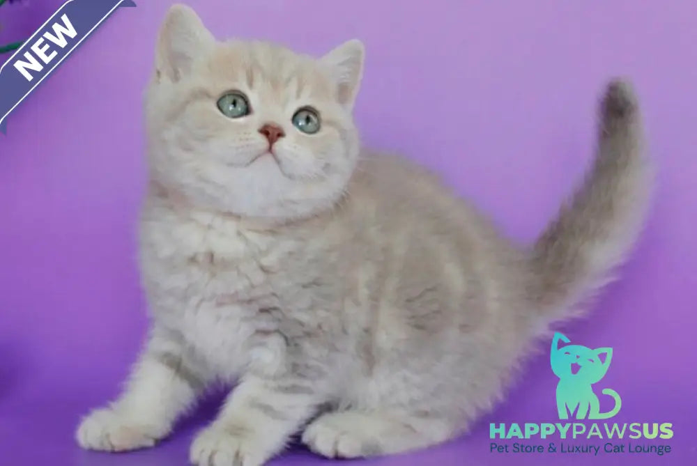 Sapphir British Shorthair male lilac tabby - live animals
