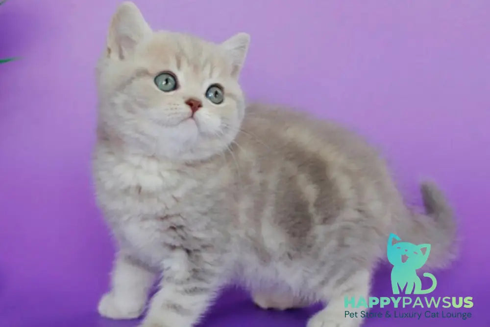 Sapphir British Shorthair male lilac tabby - live animals