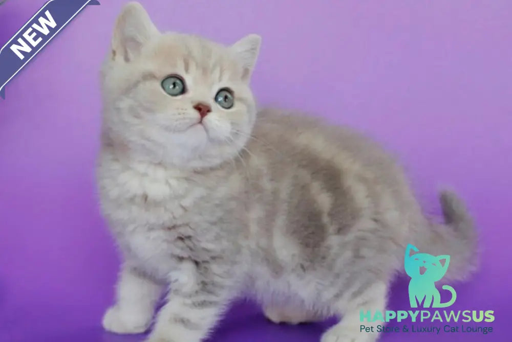 Sapphir British Shorthair male lilac tabby - live animals