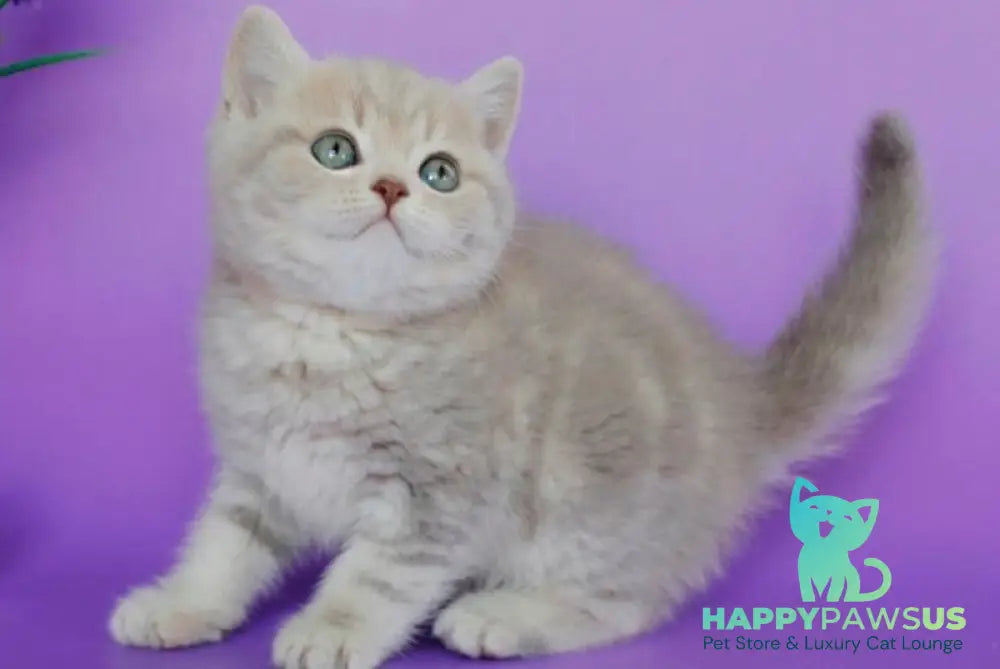 Sapphir British Shorthair male lilac tabby - live animals