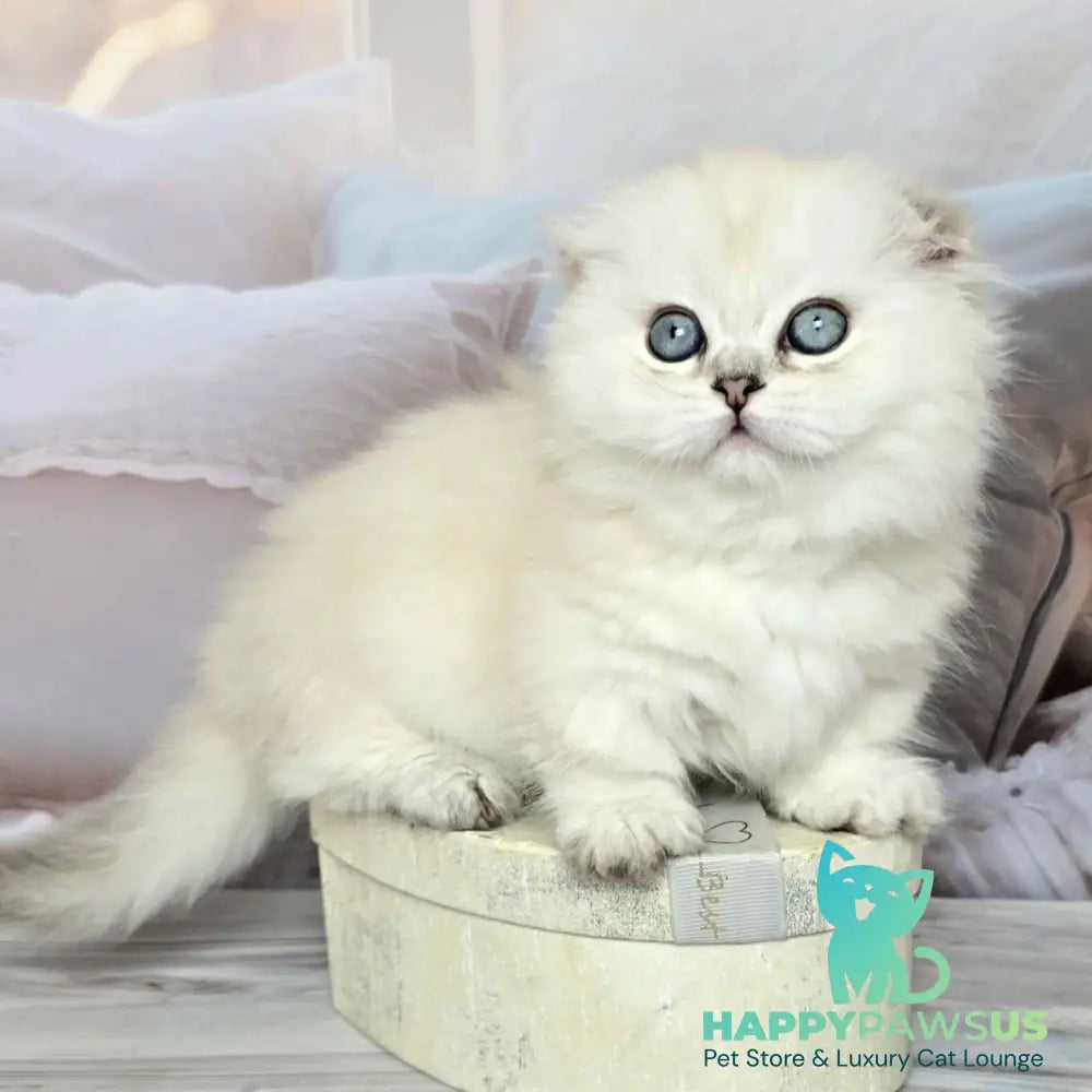 Sapphire Munchkin female black silver shaded pointed - live animals