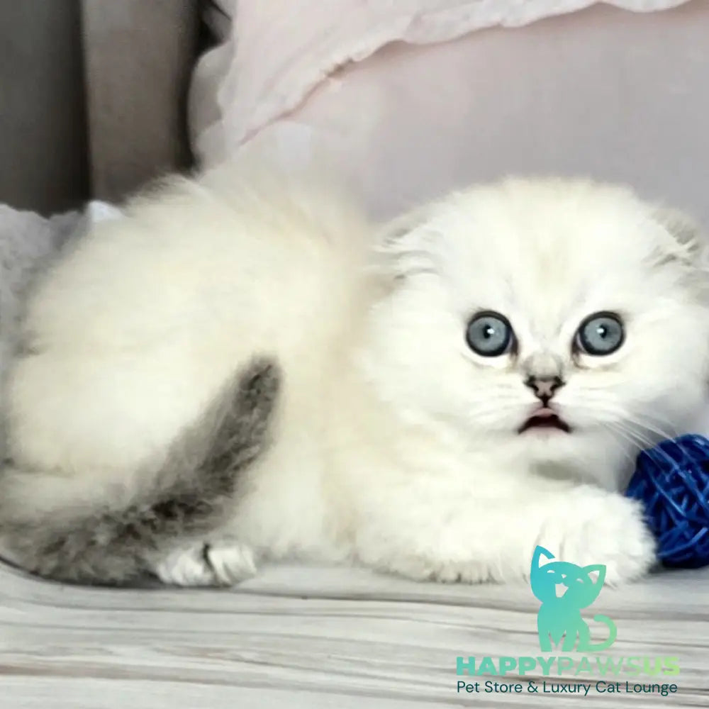 Sapphire Munchkin female black silver shaded pointed - live animals