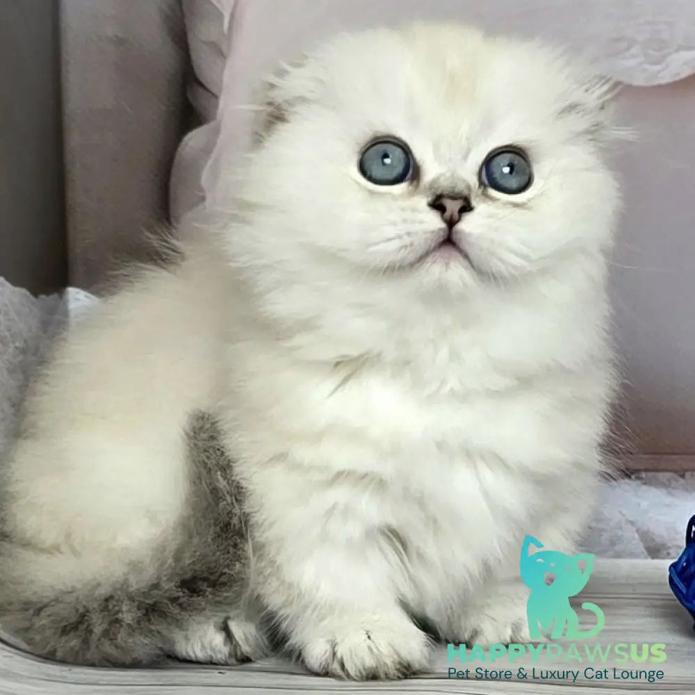 Sapphire Munchkin female black silver shaded pointed - live animals