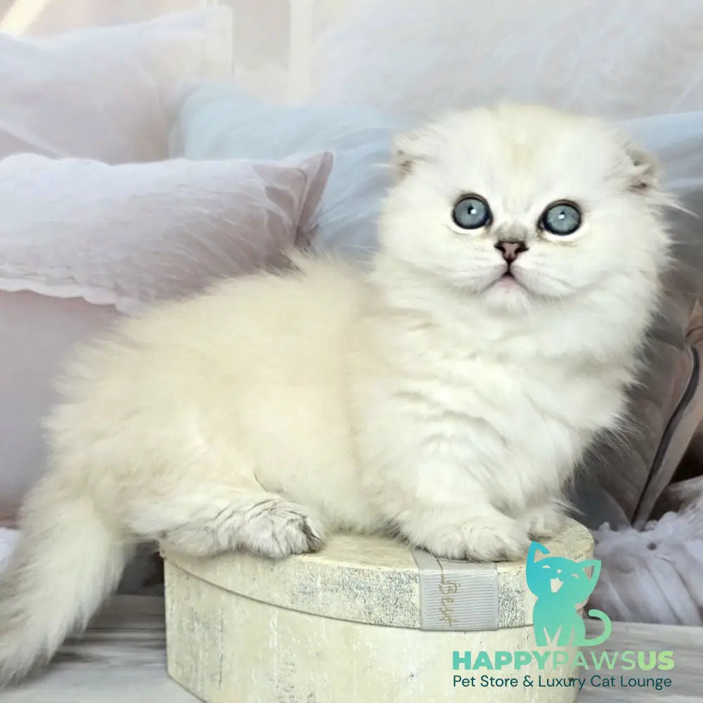 Sapphire Munchkin female black silver shaded pointed - live animals