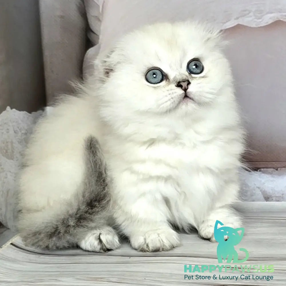 Sapphire Munchkin female black silver shaded pointed - live animals
