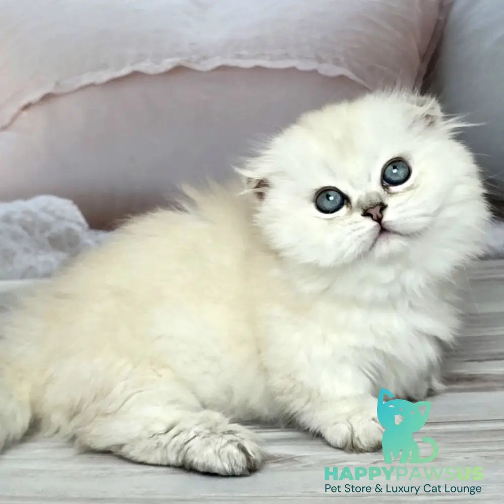 Sapphire Munchkin female black silver shaded pointed - live animals
