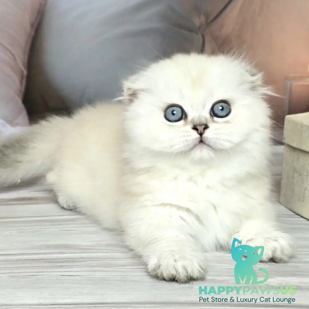 Sapphire Munchkin female black silver shaded pointed - live animals