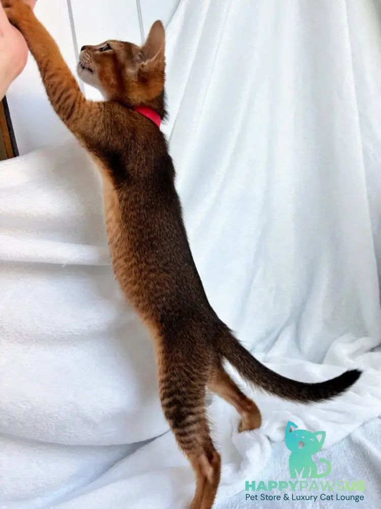 Sara Abyssinian female ruddy - live animals