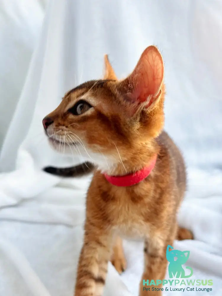 Sara Abyssinian female ruddy - live animals