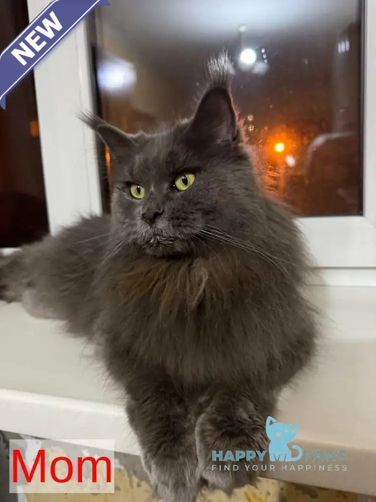 Sara Maine Coon female black silver - live animals
