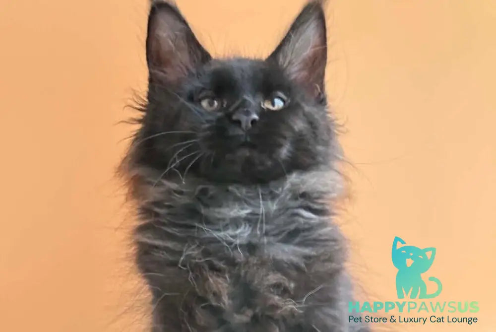 Sara Maine Coon female black silver - live animals