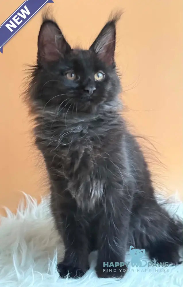 Sara Maine Coon female black silver - live animals