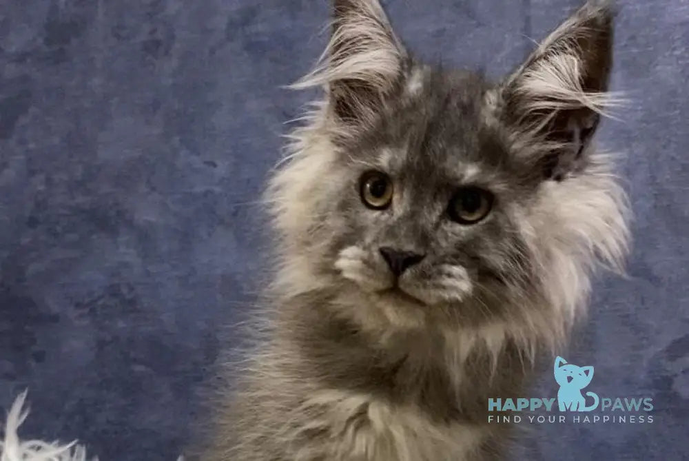 Sara Maine Coon female blue silver live animals