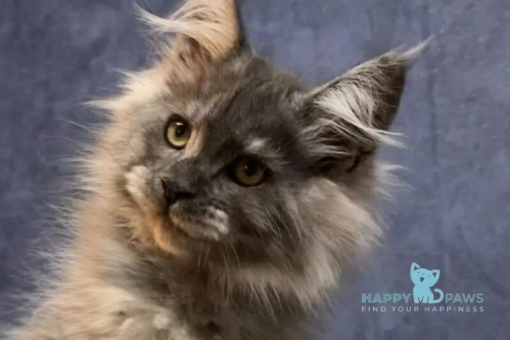 Sara Maine Coon female blue silver live animals