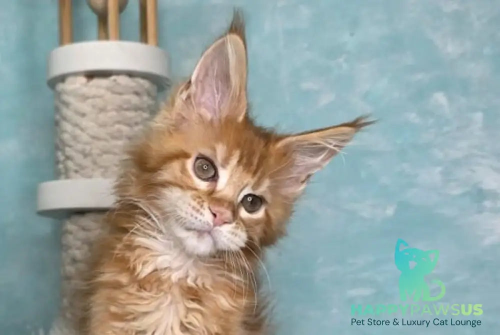 Sarabia Maine Coon female red with white tabby live animals