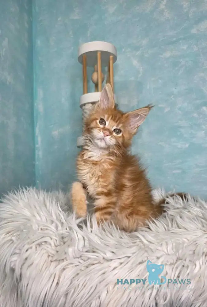 Sarabia Maine Coon female red with white tabby live animals