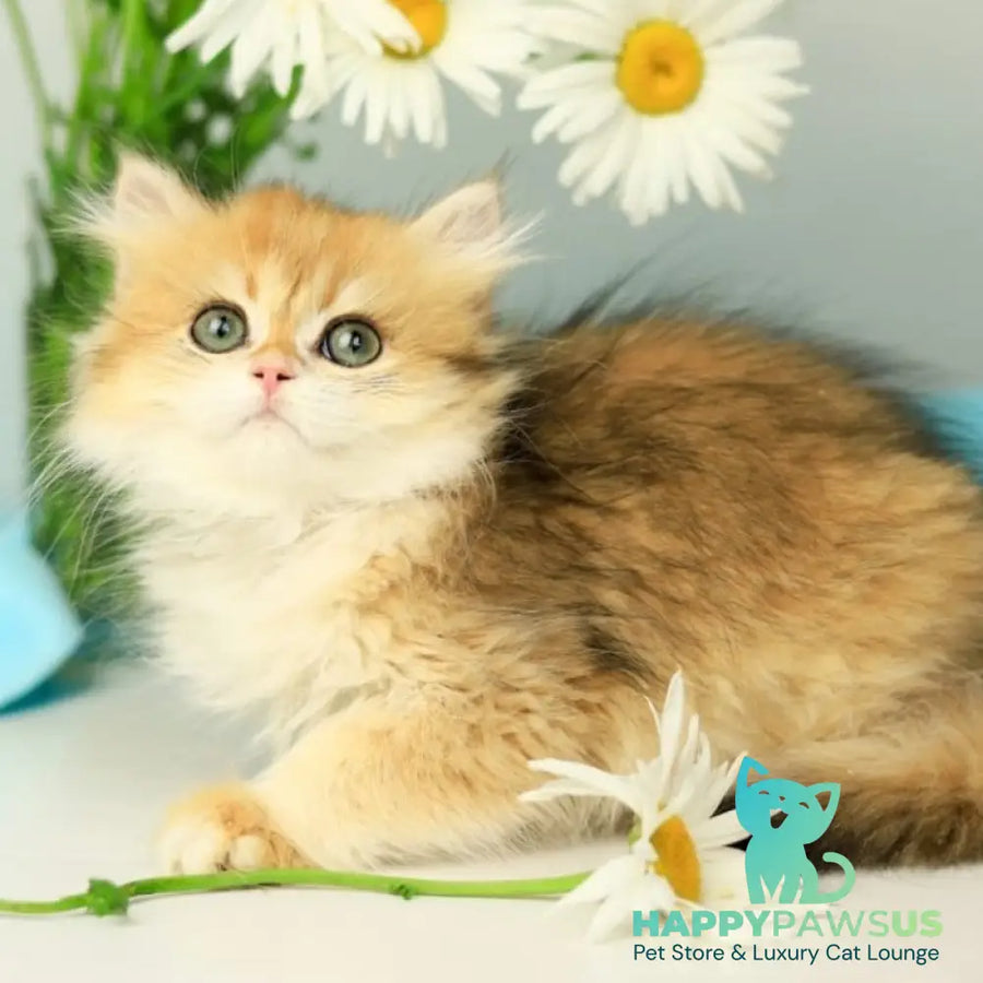 Sati British Longhair female black golden shaded - live animals