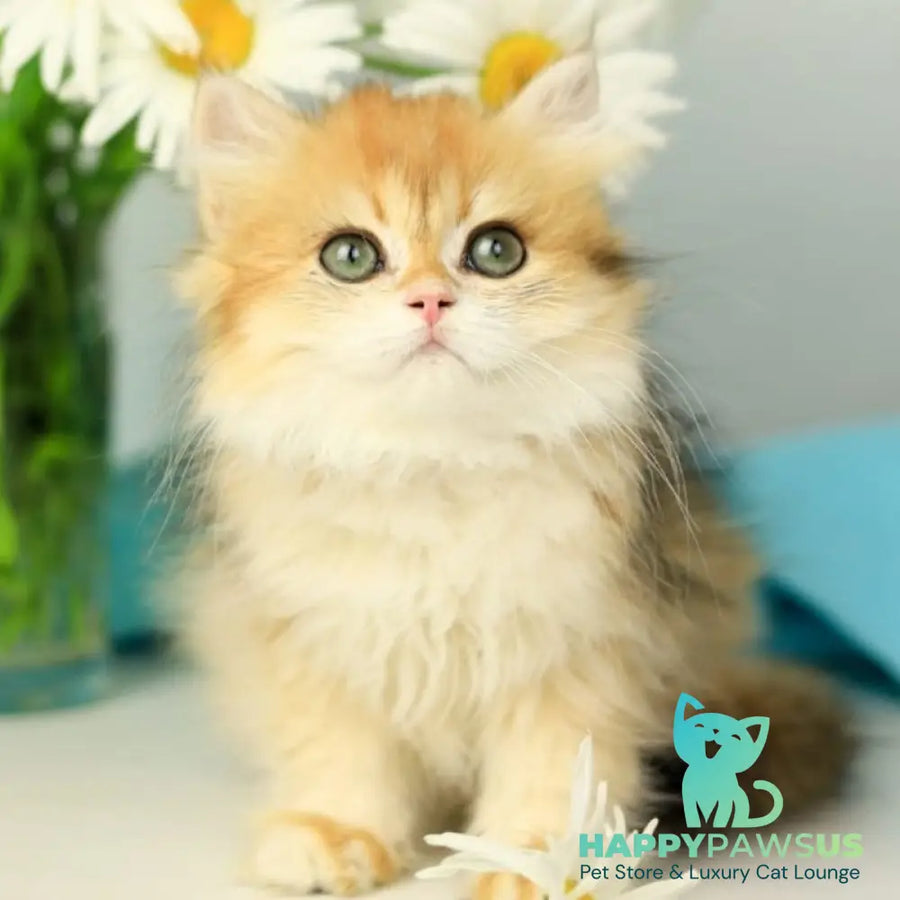 Sati British Longhair female black golden shaded - live animals