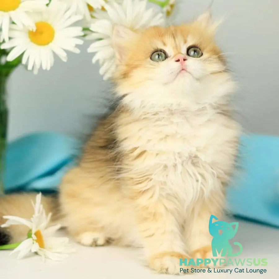 Sati British Longhair female black golden shaded - live animals