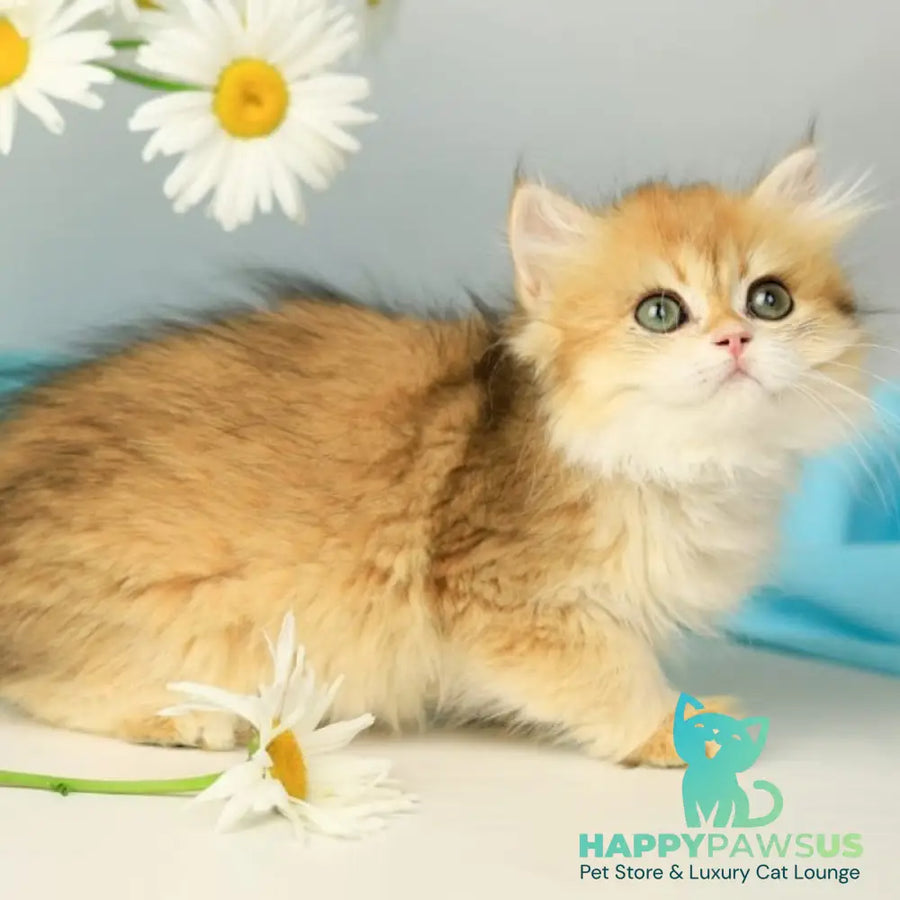 Sati British Longhair female black golden shaded - live animals