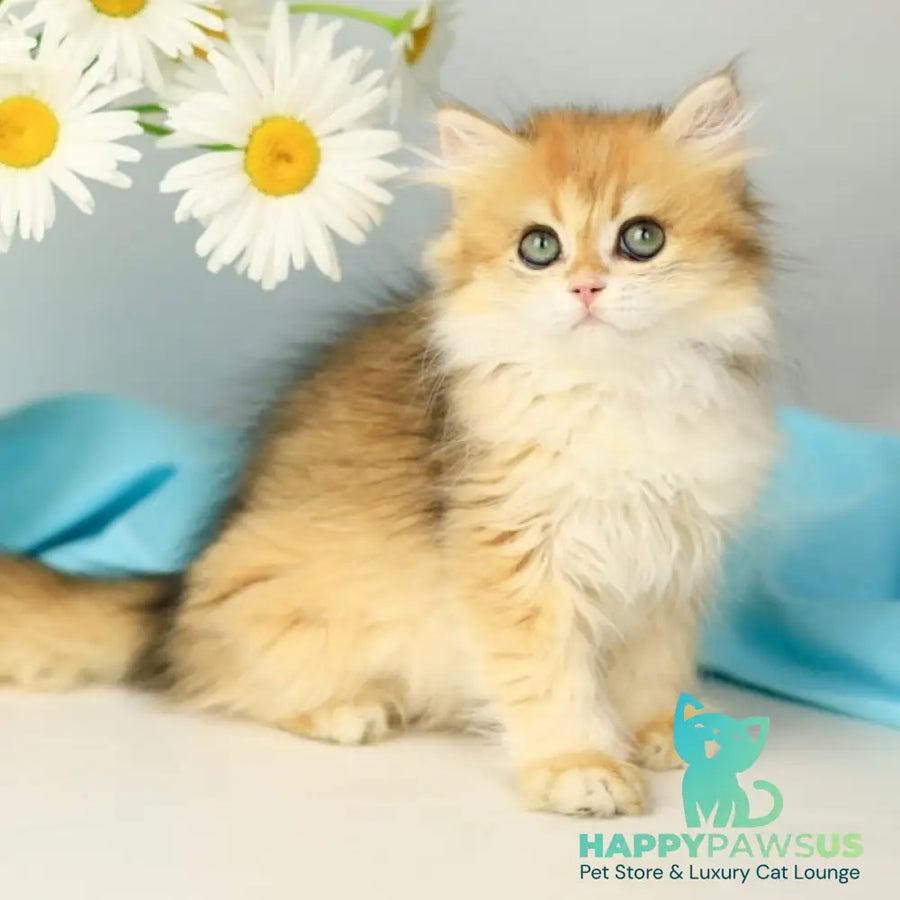 Sati British Longhair female black golden shaded - live animals