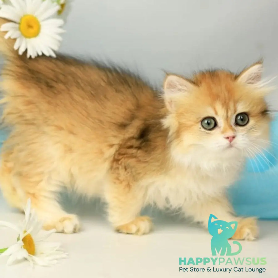 Sati British Longhair female black golden shaded - live animals