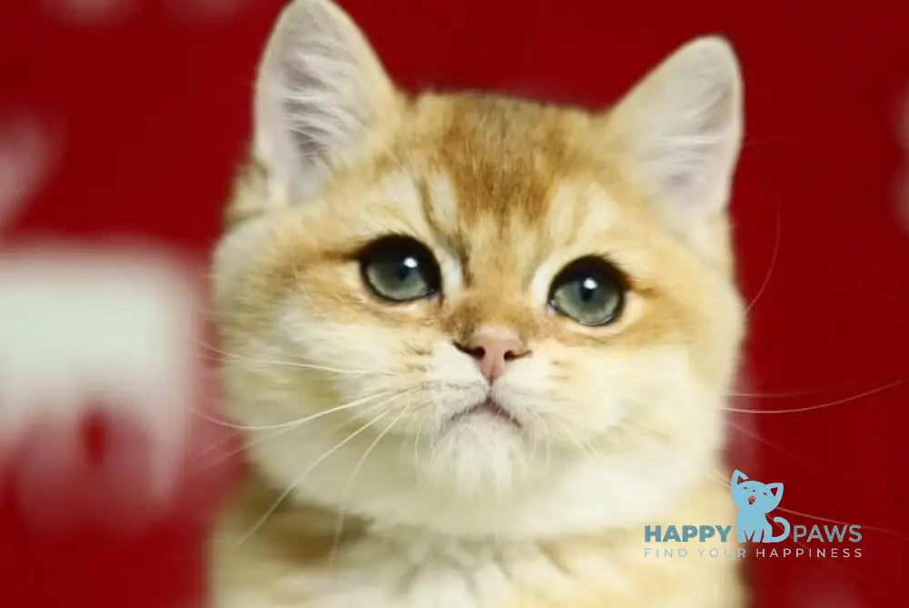 Saymon British Shorthair male chocolate golden shaded live animals