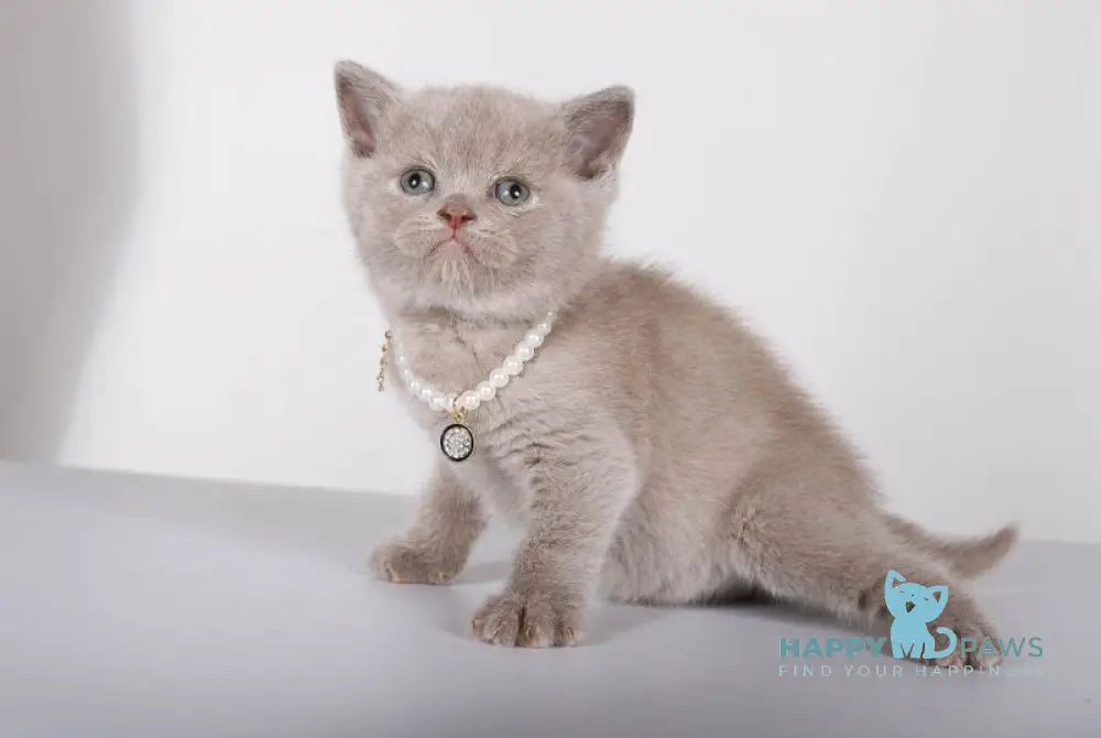 Saymon British Shorthair male lilac live animals