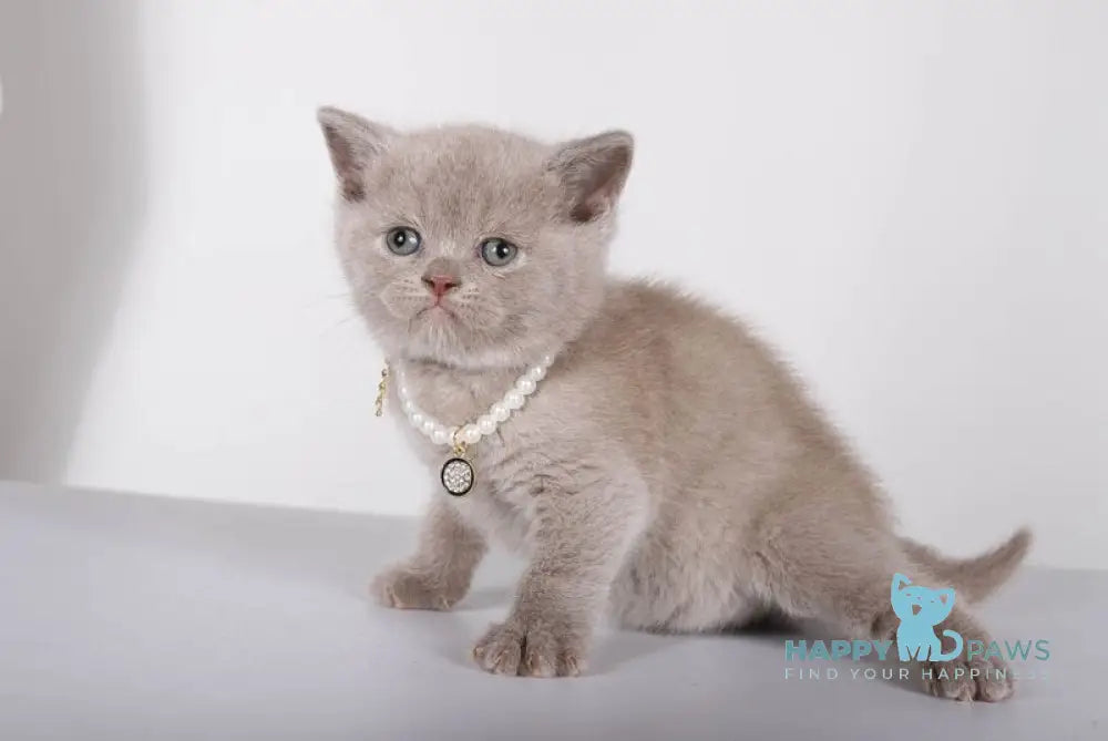 Saymon British Shorthair male lilac live animals