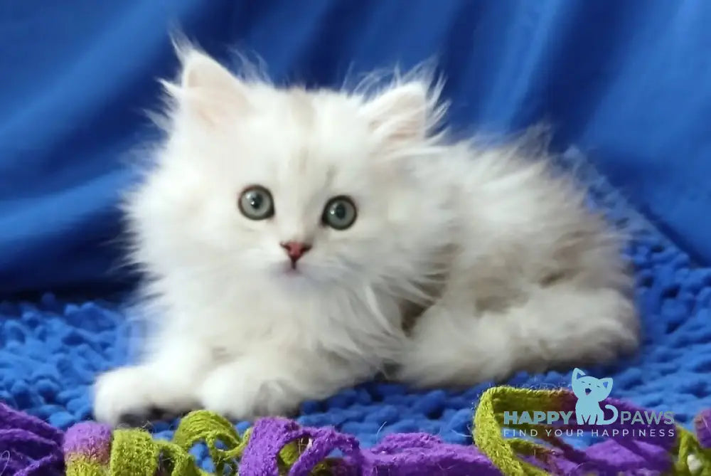 Saymon Persian male black silver shaded live animals