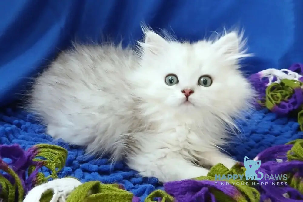 Saymon Persian male black silver shaded live animals