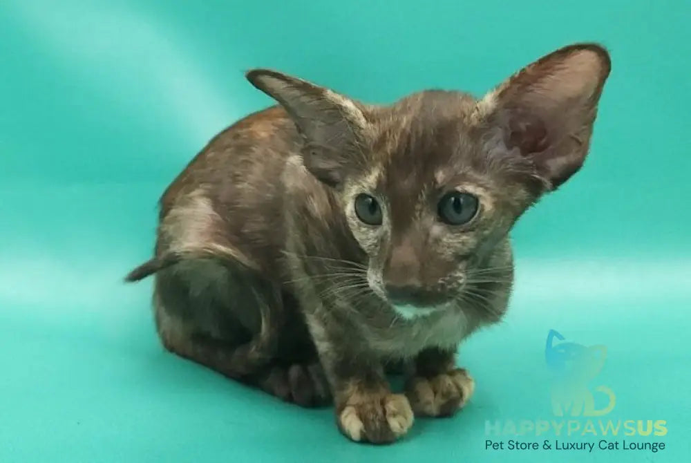 Sayuri Oriental Shorthair female chocolate tortie - live animals