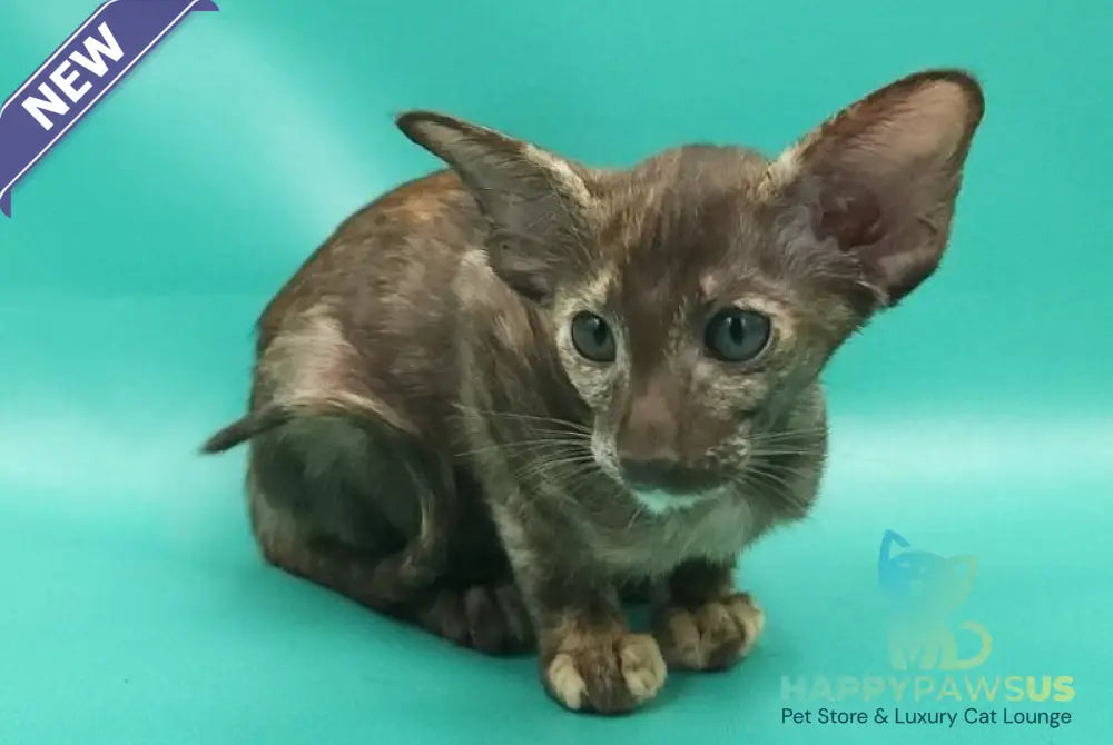 Sayuri Oriental Shorthair female chocolate tortie - live animals