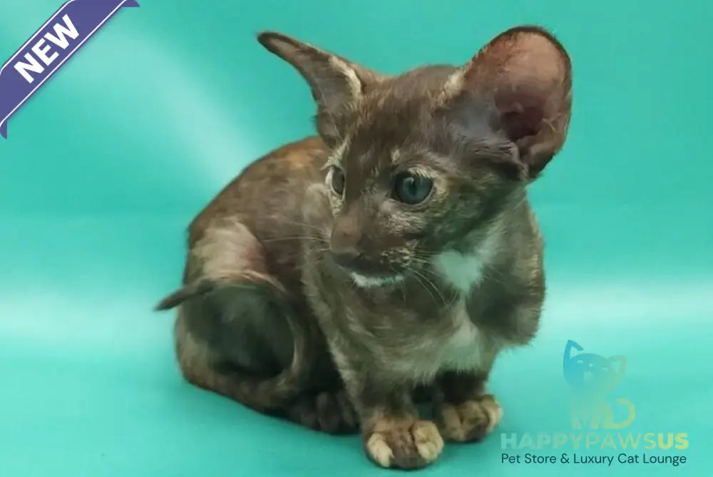 Sayuri Oriental Shorthair female chocolate tortie - live animals