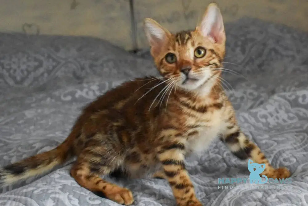 Scorpio Bengal male black spotted tabby live animals