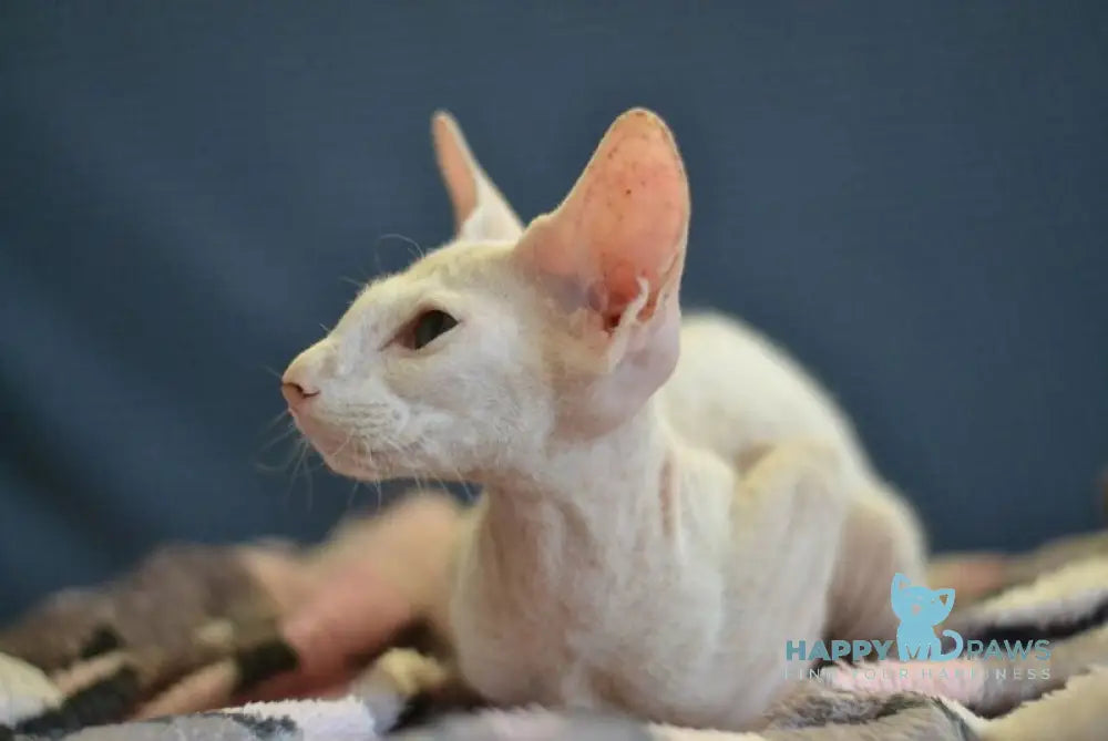Scott Peterbald male white live animals