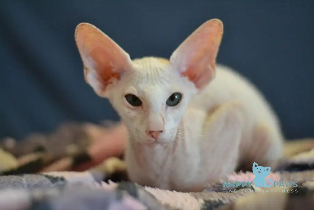Scott Peterbald male white live animals